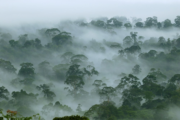 Dünya’nın Ciğerleri Tropikal Ormanlar