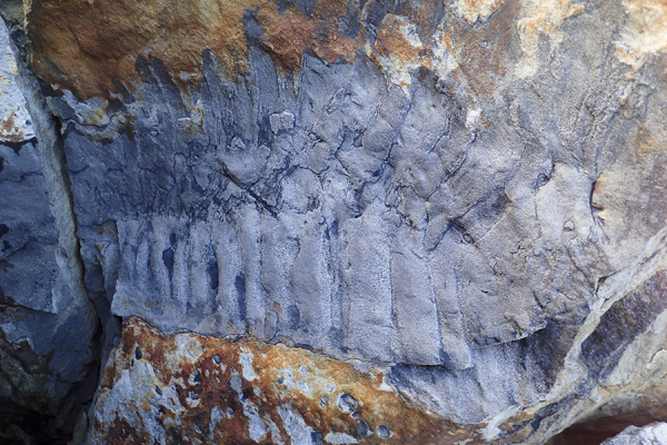 En Büyük Eklem Bacaklı Fosili Bulundu