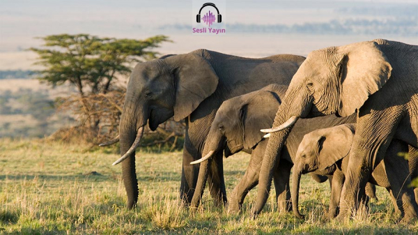 Filler Kansere Neden Daha Az Yakalanıyor?