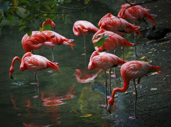 Flamingolar Neden Tek Ayaklarının Üzerinde Durur?