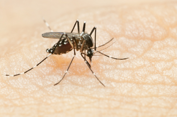 Hastalıkla Savaşan Sivrisinekler