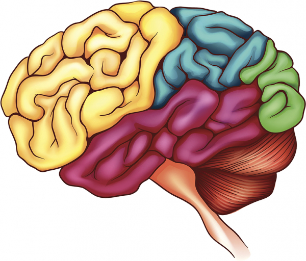 İnsan Beyninin Yapısı Nasıldır?