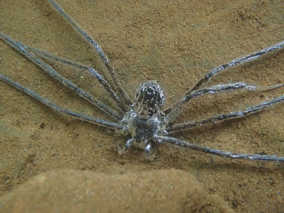 Yarım Saat Boyunca Su Altında Gizlenebilen Örümcek Keşfedildi