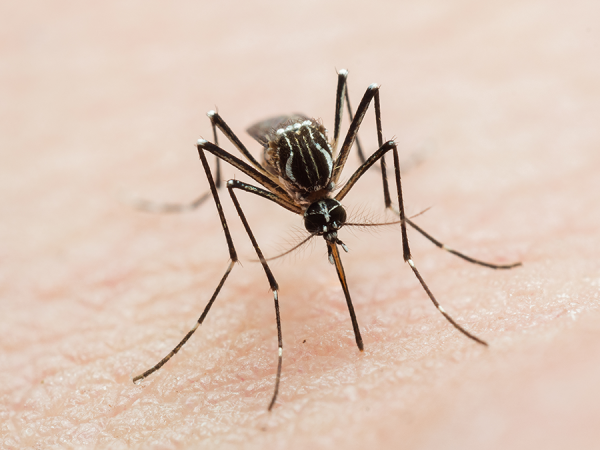 Böcek İlaçları Sivrisinekleri Etkisiz Hâle Getirmek Yerine Güçlendirebilir