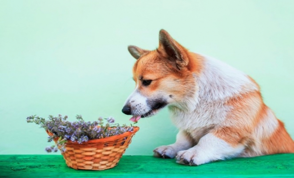 Köpekler Nesneleri Zihinlerinde Canlandırabiliyorlar mı?