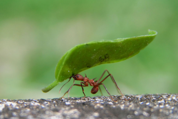 Karıncalar Kendi Ağırlıklarının Katlarca Fazlasını Nasıl Taşıyabiliyor?