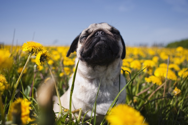 Köpekler Hastalığın Kokusunu Alıyor