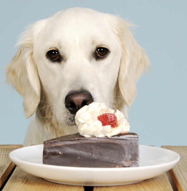 Çikolata Köpeklere Neden Zararlıdır?