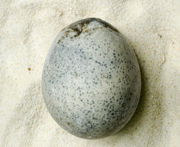 Antik Çağdan Gelen Biyolojik Miras: Yaklaşık 1700 Yıllık Sağlam Kuş Yumurtası
