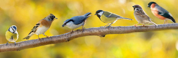 Kuşların Gagası Neden Birbirinden Farklı?