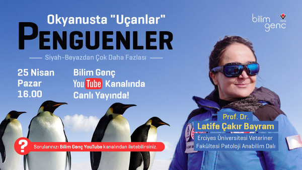 Okyanusta &quot;Uçanlar&quot;: Penguenler