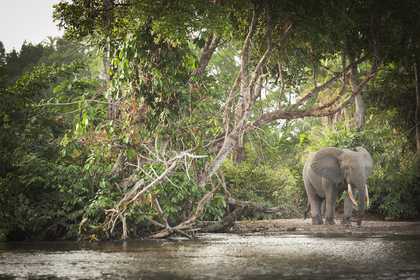 Afrika'da Fillerin Zarar Verdiği Ormanlardaki Ağaçlar Daha İyi Gelişiyor