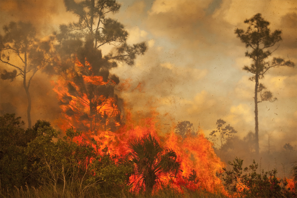 Kıvılcımdan Yok Oluşa: Orman Yangınları