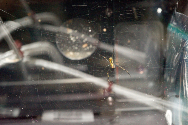 Örümcekler Uzayda Ağlarını Örerken Işıkla Yönlerini Belirliyor