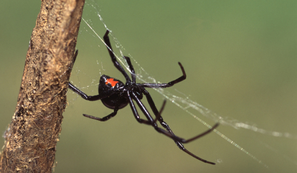 Örümcek Ağı Neden Çok Güçlüdür?