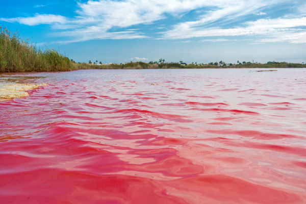 Pembe Göller