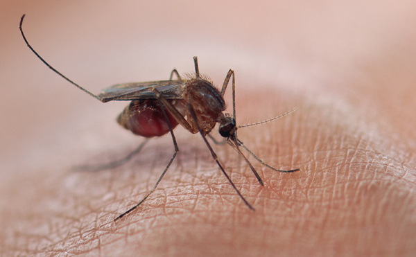 Sivrisinekleri Takip Eden Radar