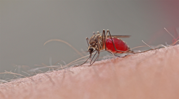 Neden Sivrisinekler Bazı İnsanları Daha Çok Isırır?