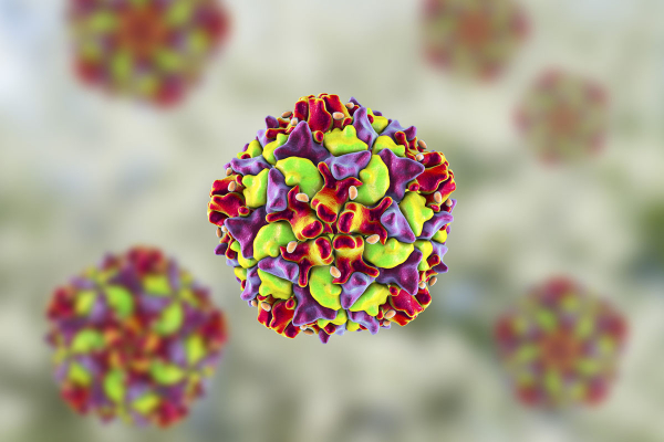 Virüslerin Bulaşıcı Hâlleri Virionların Oluşum Mekanizması Çözüldü