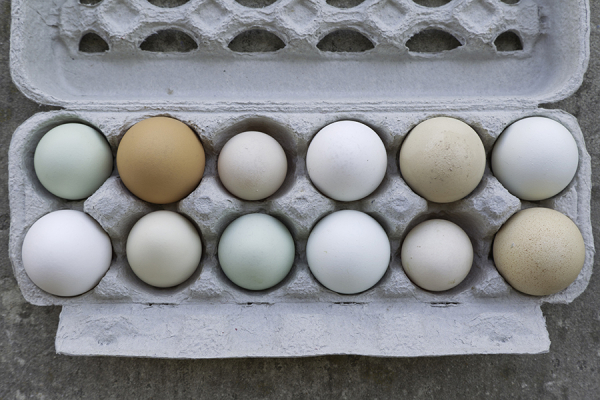 Kuş Yumurtası Şeklinin Matematiksel Gizemi Çözüldü