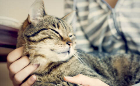 kediler neden hirildar tubitak bilim genc