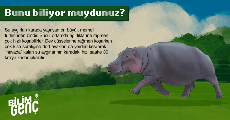 Su Aygırları