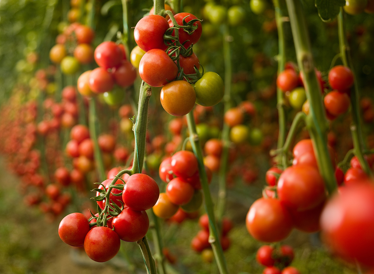 Yiyeceklerimizdeki Tarım  İlaçları: Yüksek Verim mi, Sağlık mı? #2